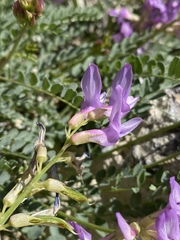 Astragalus beckwithii