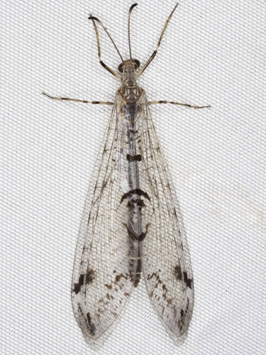 Dendroleon speciosus