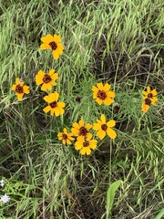 Thelesperma filifolium