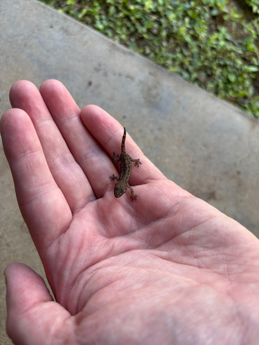 Hemidactylus frenatus observed 2026-08-12