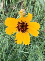 Thelesperma filifolium