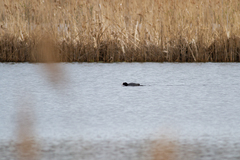 Fulica atra
