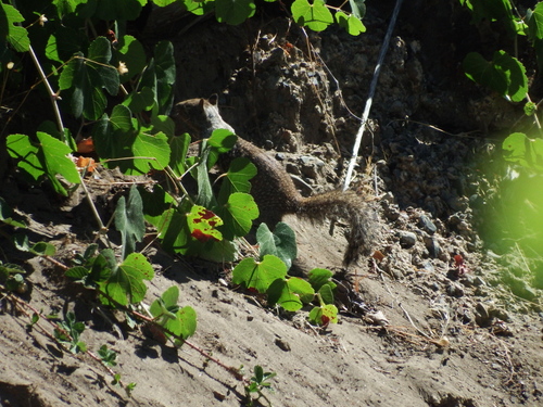 California Ground Squirrel