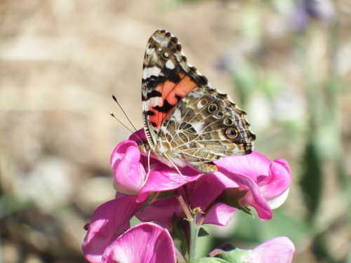 Painted Lady