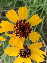 Thelesperma filifolium