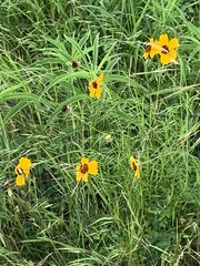 Thelesperma filifolium