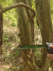 Chloroleucon mangense
