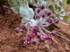 Asclepias californica