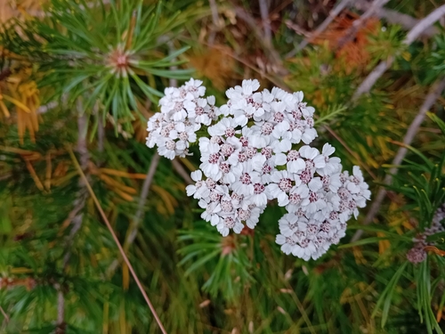 common yarrow
