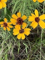 Thelesperma filifolium