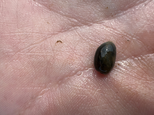Haminoea solitaria, 2026-08-12