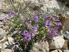 Astragalus beckwithii