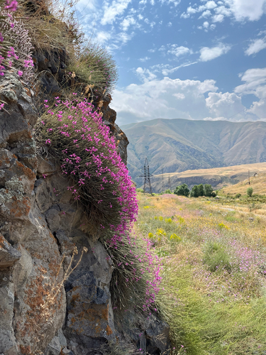 Dianthus orientalis