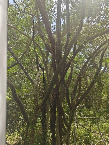 Pilosocereus gaumeri, photograph 1
