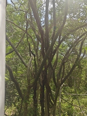Pilosocereus gaumeri