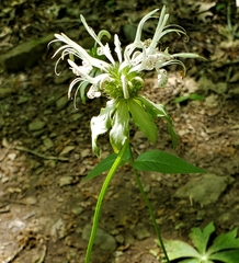 Monarda russeliana