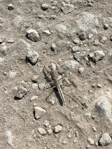 Bolivaria brachyptera