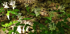 Monarda russeliana