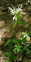Monarda russeliana