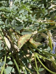 Astragalus beckwithii