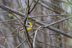 Motacilla citreola