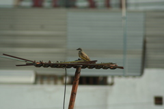 Tyrannus vociferans