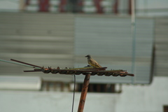 Tyrannus vociferans