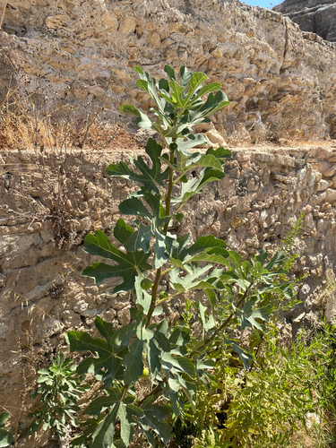 common fig