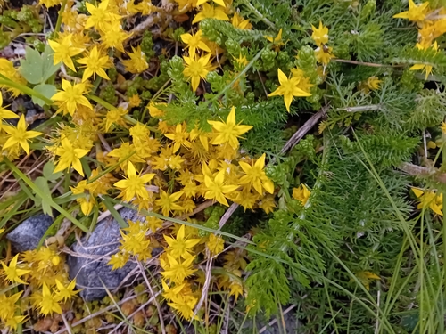Biting Stonecrop