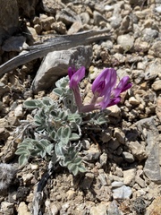 Astragalus newberryi