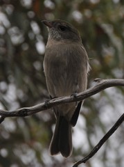 Pachycephala