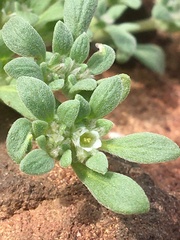 Nama californica