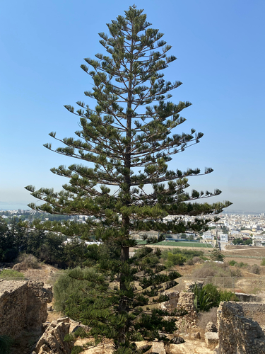 Cook pine