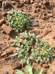 Nama californica