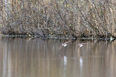 Tringa ochropus