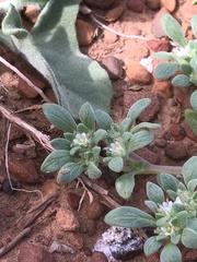 Nama californica