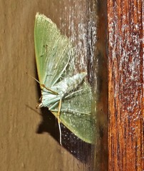 Parotis baldersalis