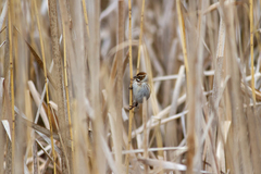 Emberiza schoeniclus