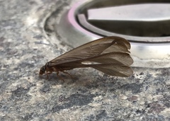 Odontotermes formosanus