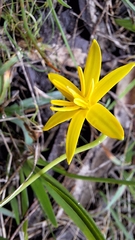 Pauridia vaginata, photograph author not stated, no rights reserved