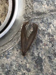 Odontotermes formosanus