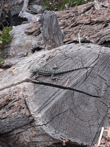 iNaturalist observation photo of Common Sagebrush Lizard