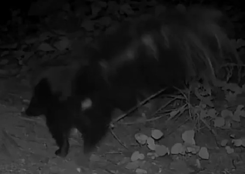 Zorrillo listado sureño observed by biocasitas