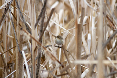Phylloscopus collybita