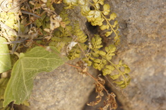 Asplenium obovatum, photograph (c) Alex Press, some rights reserved (CC BY)