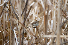 Phylloscopus collybita