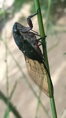 Chremistica kyoungheeae