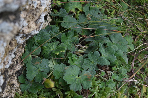 Geranium traversii observed 2026-08-12