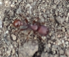 Pogonomyrmex imberbiculus