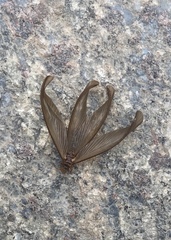 Odontotermes formosanus